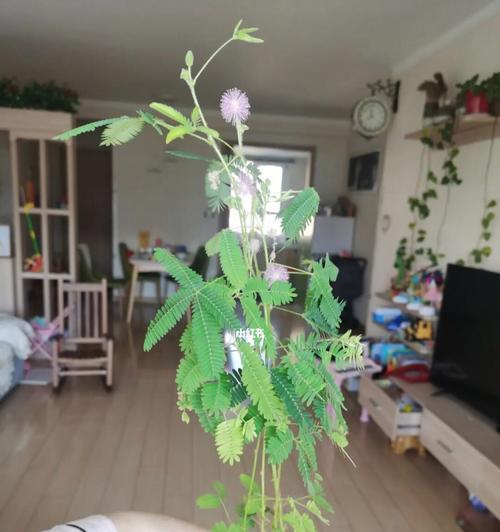 含羞草的花果之谜（了解含羞草的花果生长过程，追寻其独特的魅力）
