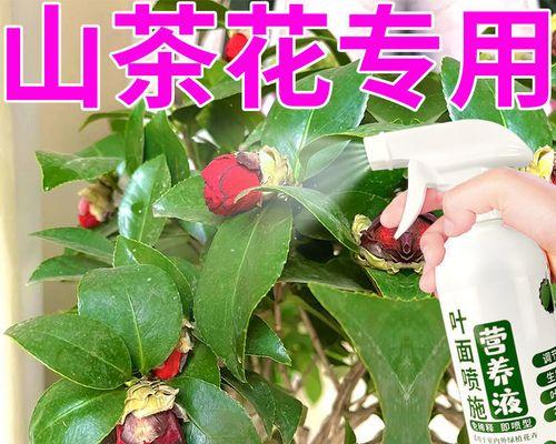 花卉叶面肥的使用方法（全面了解花卉叶面肥，让花草更加茂盛）
