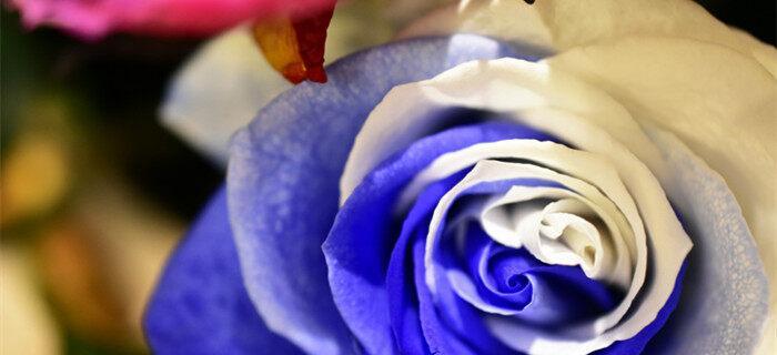 探秘蓝玫瑰的神秘之处（一朵蓝色的花代表了什么？）
