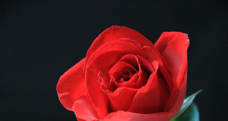红玫瑰的象征意义（探究一支红玫瑰所代表的深刻意义）
