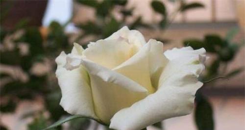 二十一朵白玫瑰的花语（送给你，无声的爱语）
