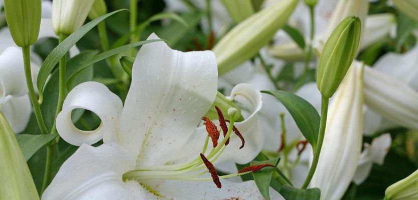 白百合花的寓意与送礼方法
