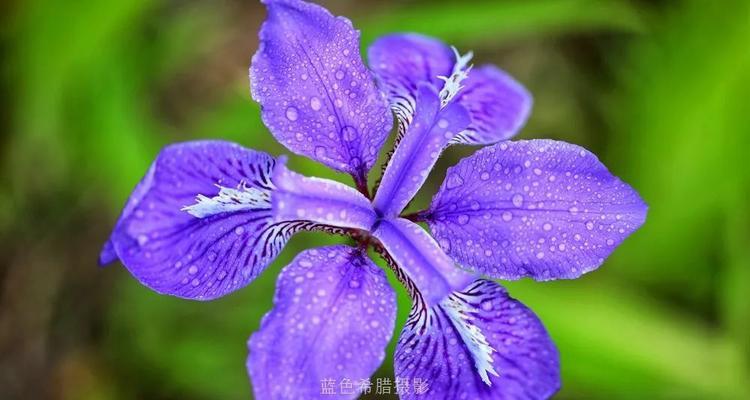 鸢尾花语（探究鸢尾花在不同颜色下的花语）
