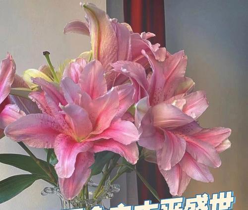 圣诞百合的花语（传递爱与祝福的鲜花之语）
