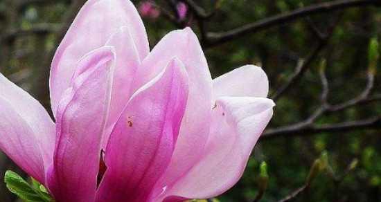 探究木兰花的花语意义（从潜在意义到人们的情感表达）
