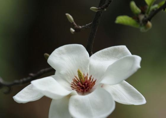 探究木兰花的花语意义（从潜在意义到人们的情感表达）
