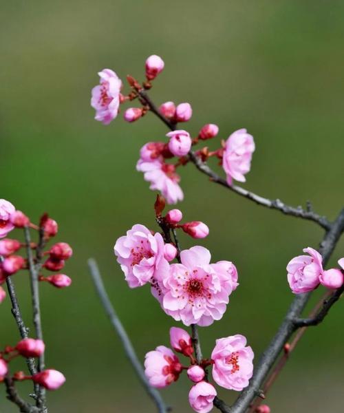 美人梅的花语及寓意（解读美人梅，了解其深刻内涵）
