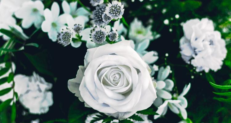 白玫瑰的代表意义（了解白玫瑰，传达你的情感）
