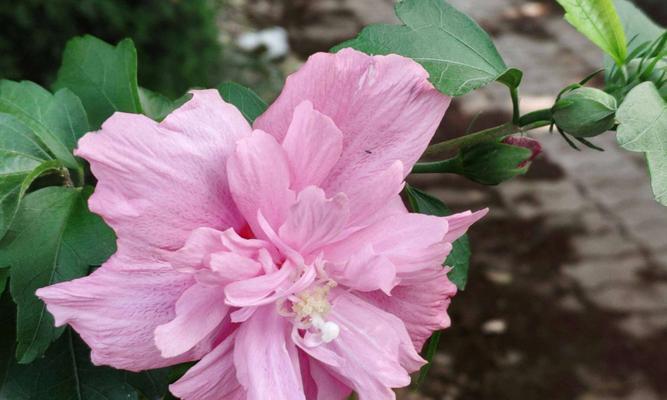 木槿花花语及其寓意解析（探究木槿花的情感象征与文化内涵）
