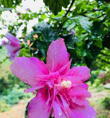 木槿花花语及其寓意解析（探究木槿花的情感象征与文化内涵）
