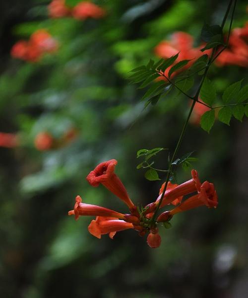 凌霄花花语（寓意丰富的凌霄花象征与意义）
