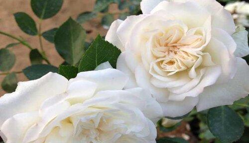 白蔷薇的花语——悄然神秘的优雅之花（优雅、浪漫、神秘、纯洁）
