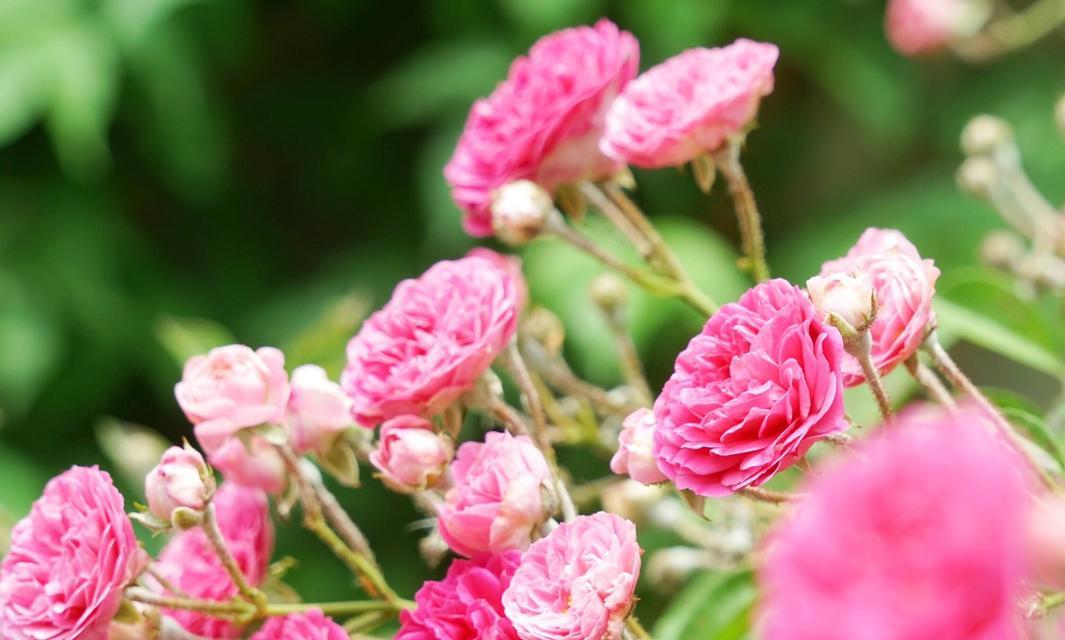 白蔷薇的花语——悄然神秘的优雅之花（优雅、浪漫、神秘、纯洁）
