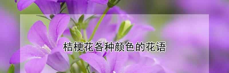 花开花落，花语说不尽（以花语为主线，探索不同花卉的含义与价值）
