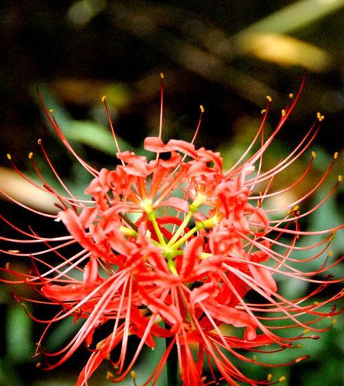 探秘彼岸花的花语与图片（彼岸花的美丽与神秘，你了解吗？）
