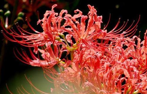 探秘彼岸花的花语与图片（彼岸花的美丽与神秘，你了解吗？）
