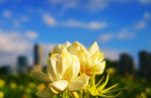 茉莉花——馥郁芬芳的象征与寓意（花语之美，文化之情）
