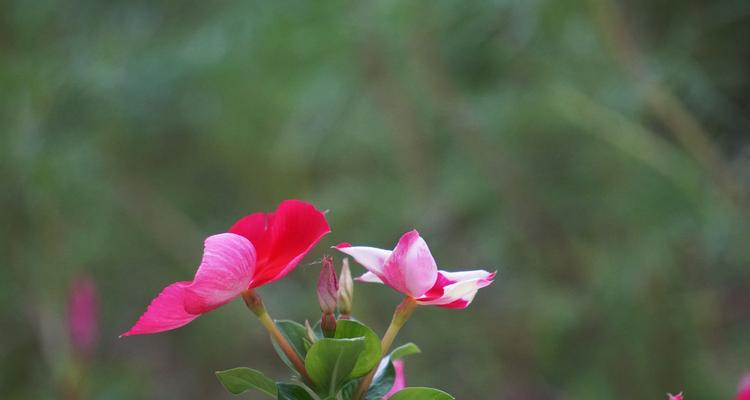 长春花的花语（传递爱与美的花语）
