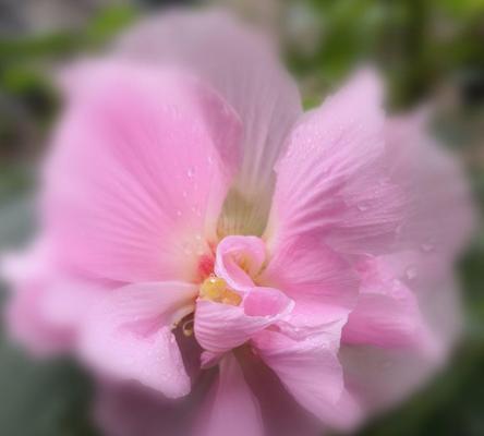 木芙蓉传说（花语与神话）
