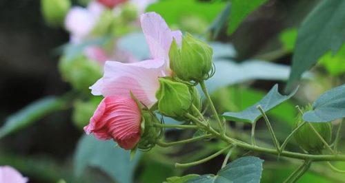 木芙蓉传说（花语与神话）
