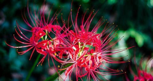 红花石蒜花语（探寻红花石蒜的花语之美）
