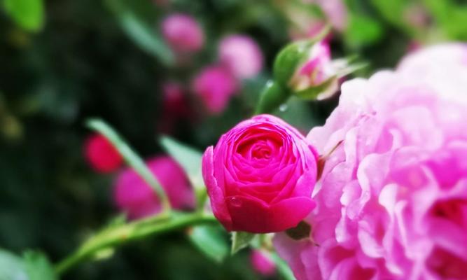 蔷薇花语——美丽、爱情与真实（一朵蔷薇的世界，一份真挚的情感）

