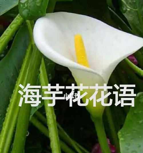 海芋花的花语（探寻海芋花的多重含义）
