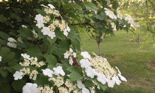 琼花花语——寓意深远的美丽之花（传承文化，传递情感，赏析琼花之美）
