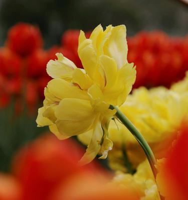 世界上最浪漫的花——玫瑰花（花语诉说爱情，玫瑰花的传奇）
