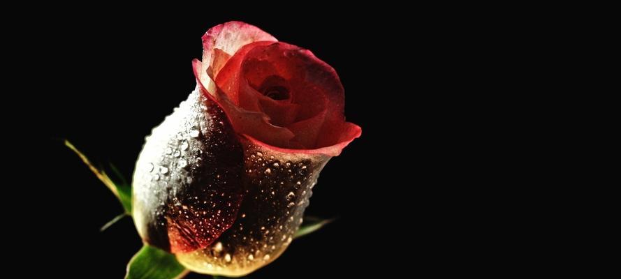 浪漫之美——黑色玫瑰花语（探索黑色玫瑰的花语之美）
