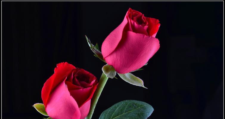 浪漫之美——黑色玫瑰花语（探索黑色玫瑰的花语之美）
