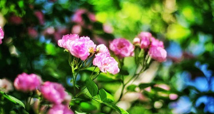 粉红蔷薇花与黄色蔷薇花的花语（探秘不同颜色蔷薇花的含义，揭示花语背后的故事）
