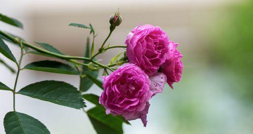 粉红蔷薇花与黄色蔷薇花的花语（探秘不同颜色蔷薇花的含义，揭示花语背后的故事）
