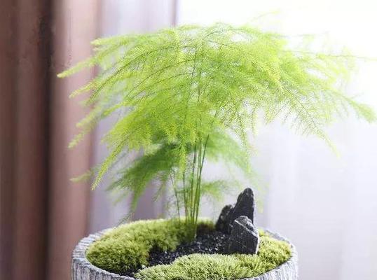 文竹花语和故事（探寻文竹的奥秘）
