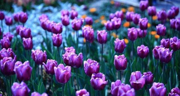黑郁金香花语，探寻内心深处的情感秘密（揭开黑郁金香的神秘面纱，解读其深刻寓意）
