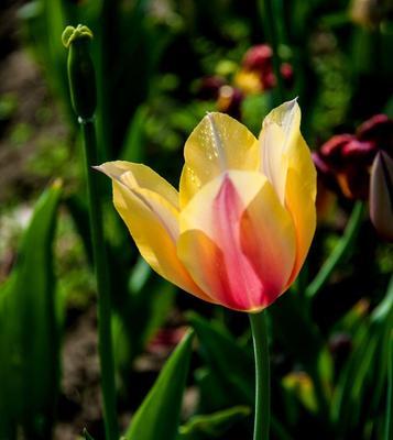 黑郁金香花语，探寻内心深处的情感秘密（揭开黑郁金香的神秘面纱，解读其深刻寓意）
