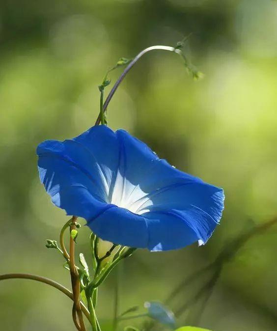 牵牛花的花语和寓意（探索牵牛花背后的奥秘）
