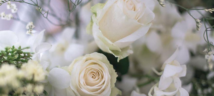 11朵白玫瑰的花语意义——代表纯洁和爱情（白玫瑰花语的传统和现代意义）
