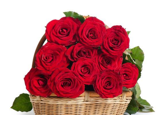 16朵玫瑰的花语含义（探寻花语背后的深意，感受真挚的爱情情感）
