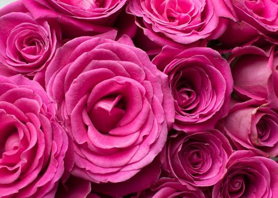 粉色玫瑰，代表爱情与浪漫（探究粉色玫瑰的花语与文化意义）
