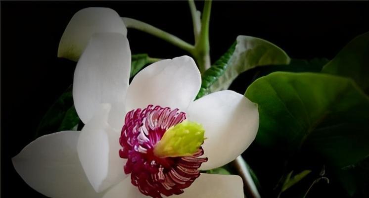 木兰花的花语与寓意（探究木兰花所代表的象征意义及其在文化中的应用）
