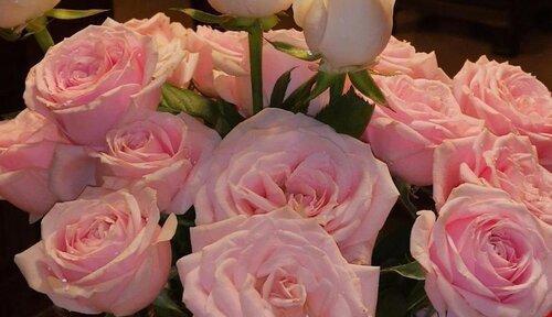 探寻粉红色玫瑰的花语（婉约温柔的女性情感的象征——粉红色玫瑰）
