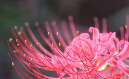 不死之花——探秘彼岸花的花语（生命力强、不屈不挠，彼岸花寄托着丰富多彩的情感）
