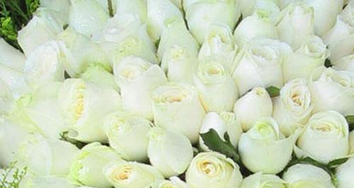 传递纯洁与美好——11朵白玫瑰的花语含义（11朵白玫瑰花语解析，告诉你每一朵的含义）
