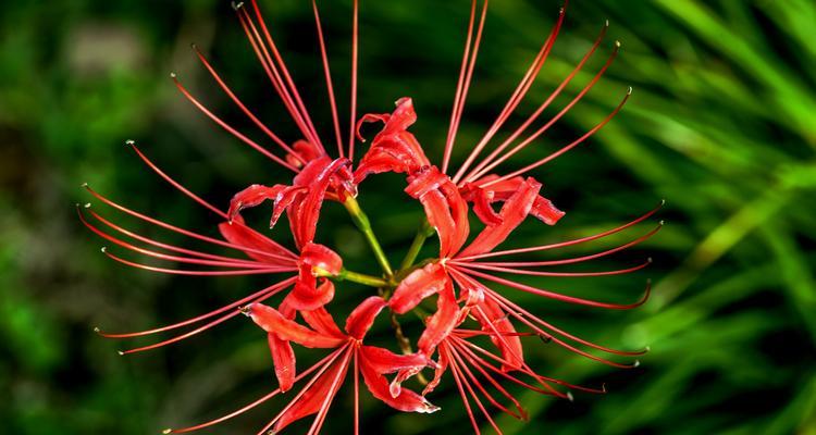 探秘彼岸花的神秘含义（从花语到传说，解读彼岸花的意义）
