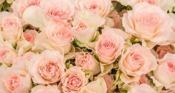 浪漫粉红色玫瑰花语（传递爱意与温柔，用玫瑰绽放爱的美好）
