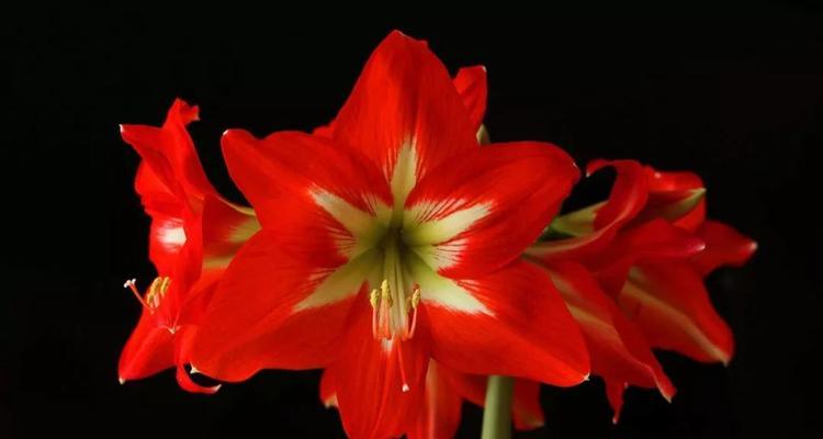 朱顶红的花语及其文化意义（探秘朱顶红的花语与人文内涵，了解它在中国传统文化中的地位）
