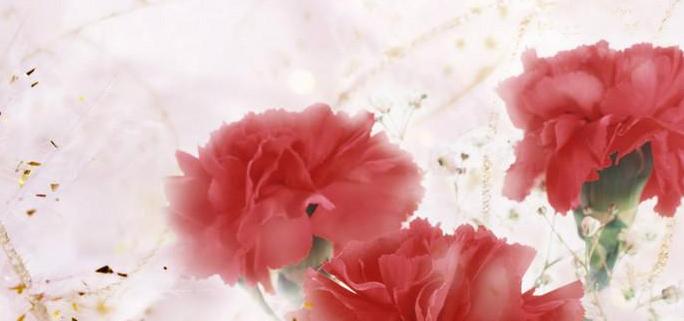 康乃馨的花语与寓意（探讨这朵花所代表的含义，及其在生活中的应用）
