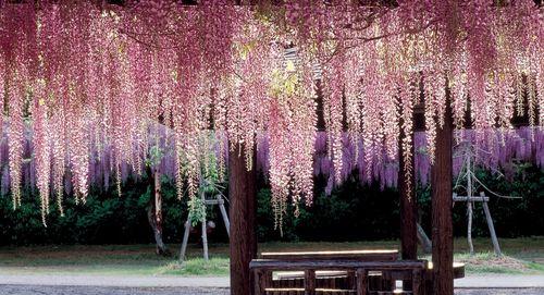 紫藤花的花语与传说（缘起传说，花开飘逸，品读紫藤花的美丽与意义）
