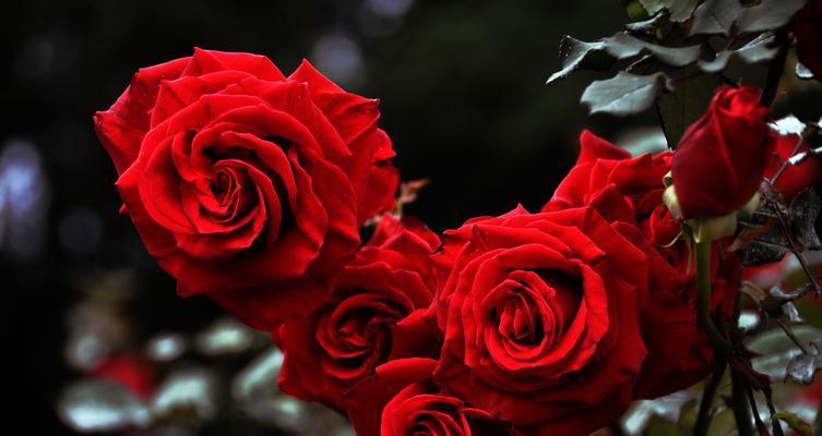 爱在花开的季节——解析各种玫瑰花语（花开时节，语出心声；敬献爱情与真心——玫瑰花语的魅力）
